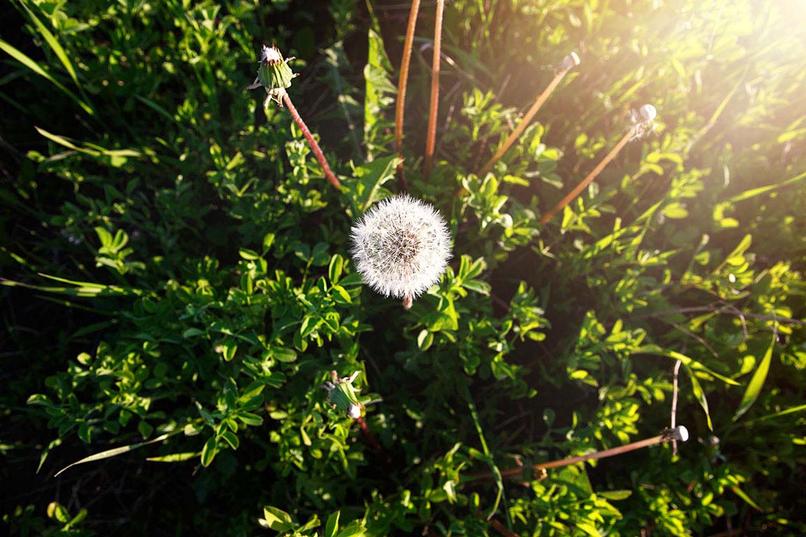 A Dandelion in the Grass is Illuminated