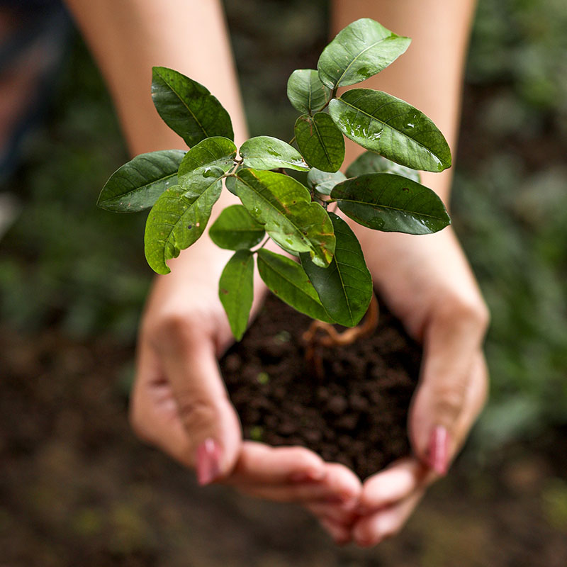 Top View of Hands Holding Young Plant