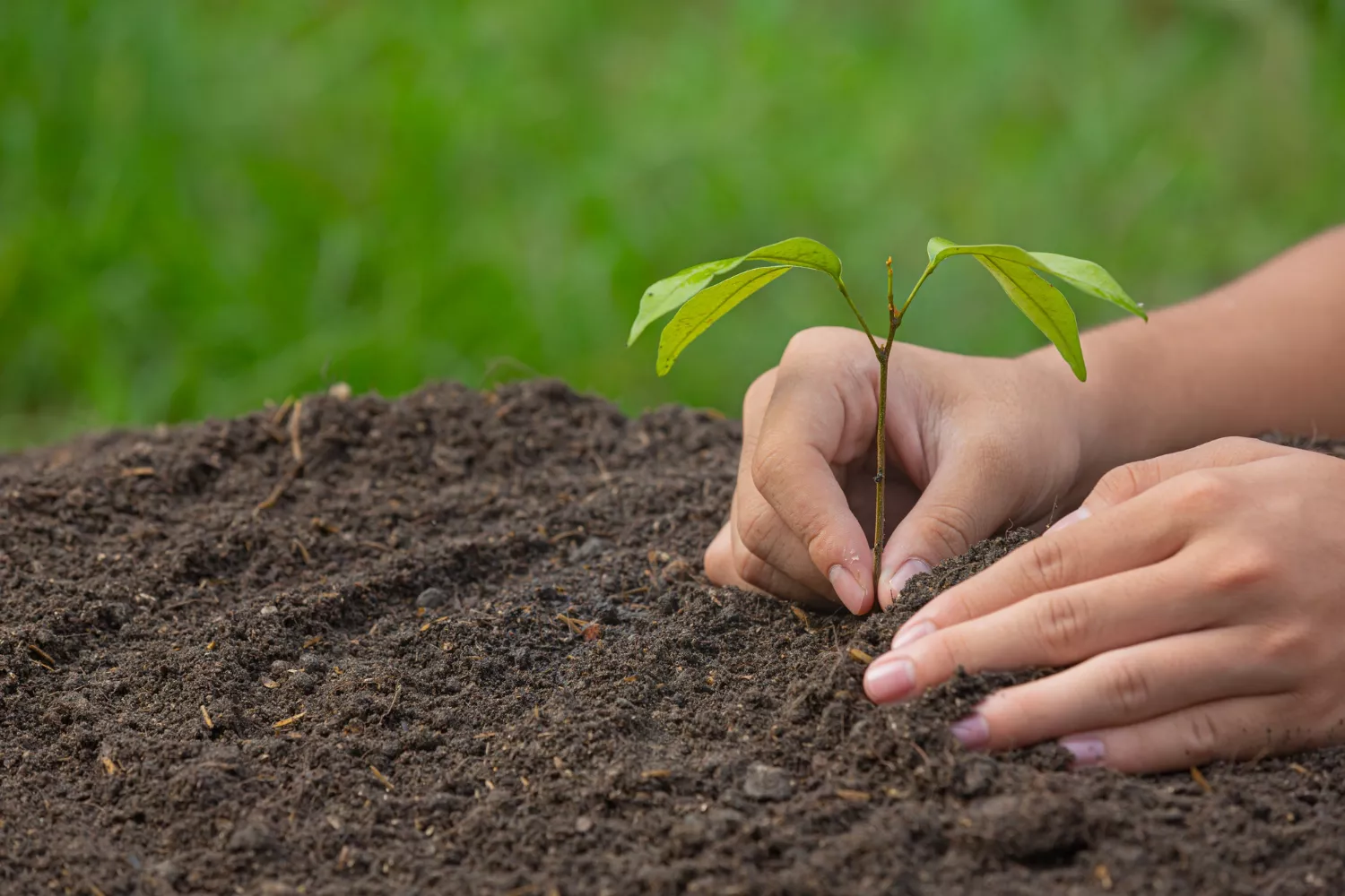 Planet Carbon: A Green Technology Startup Supporting Carbon Neutrality