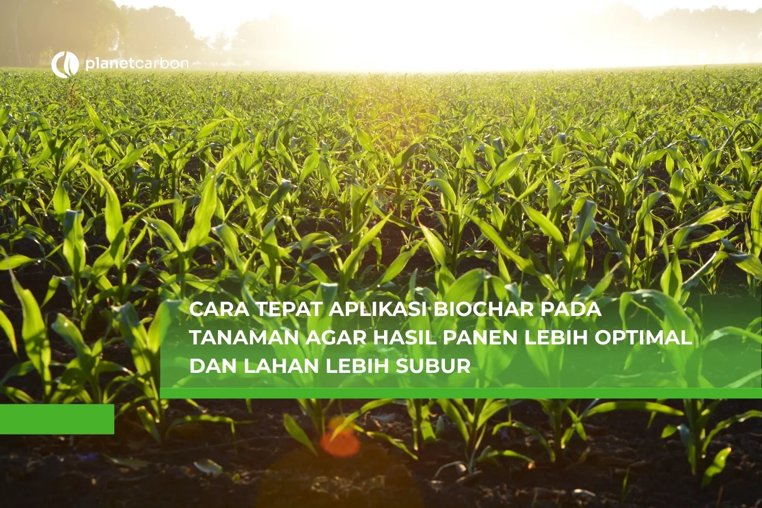 Cara Tepat Aplikasi Biochar pada Tanaman agar Hasil Panen Lebih Optimal dan Lahan Lebih Subur