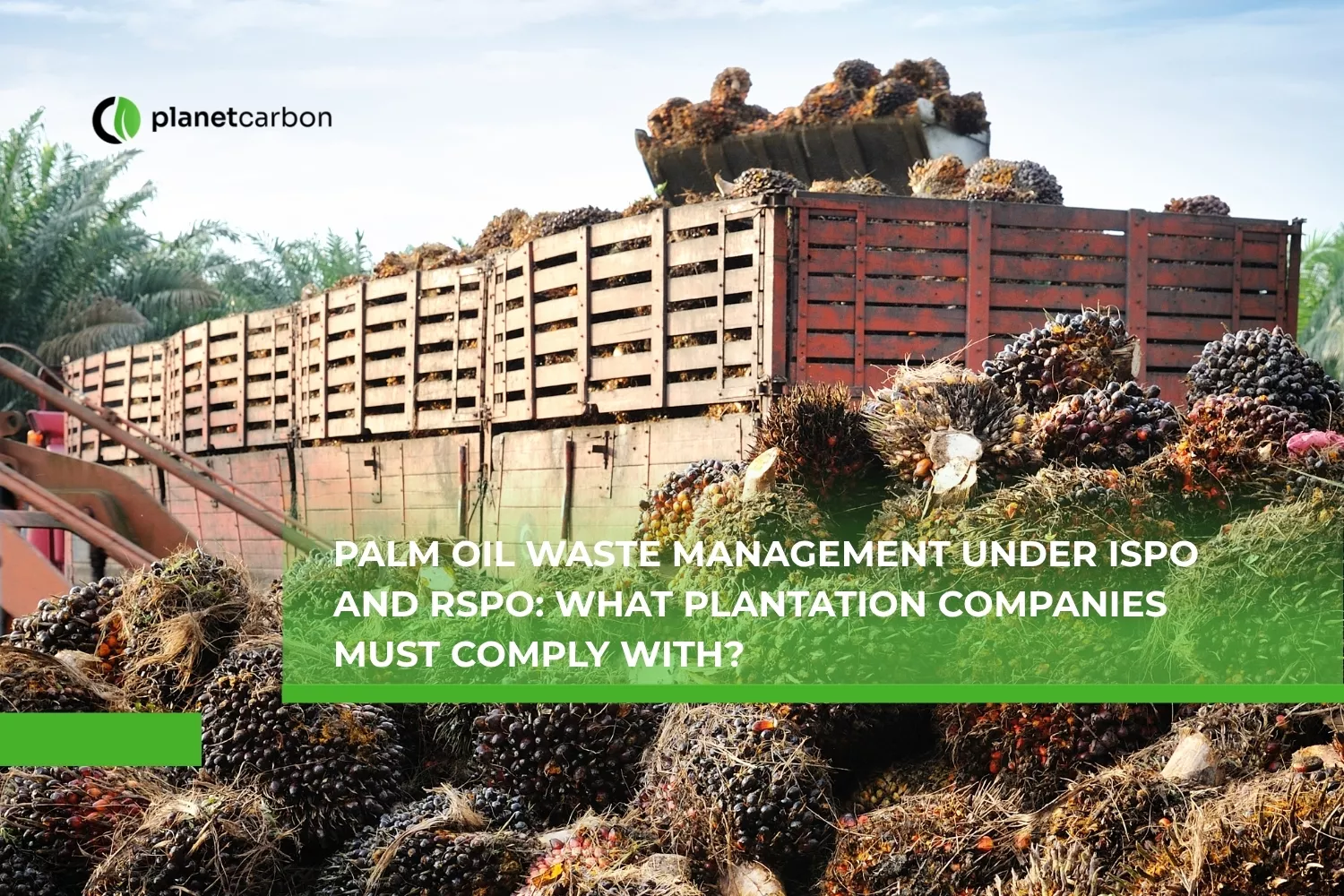Palm Oil Waste Management Under ISPO and RSPO What Plantation Companies Must Comply With?