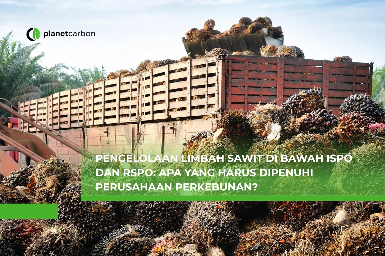 Pengelolaan Limbah Sawit di Bawah ISPO dan RSPO Apa yang Harus Dipenuhi Perusahaan Perkebunan?