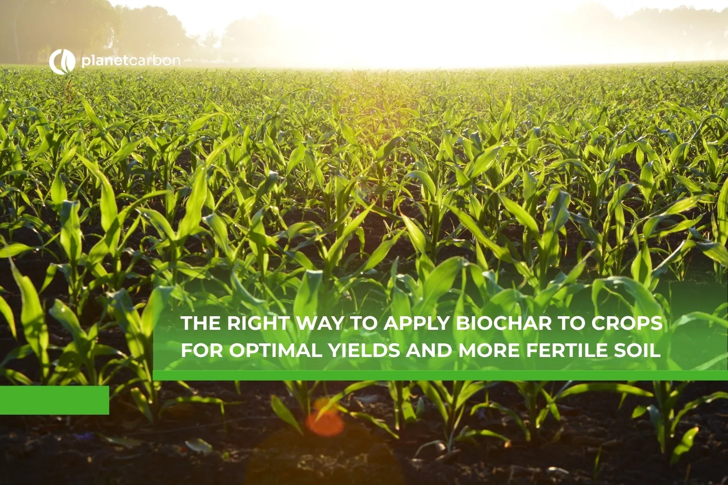 The Right Way to Apply Biochar to Crops for Optimal Yields and More Fertile Soil